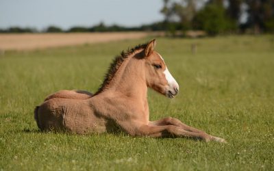Er du på udkig efter hestefoder i høj kvalitet?
